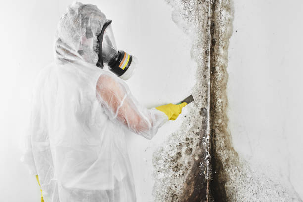 Best Mold Cleaning Services  in Morrisonville, NY