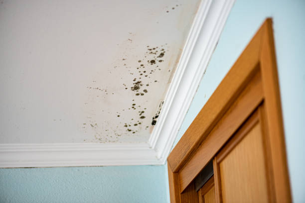 Best Mold Damage Repair  in Morrisonville, NY