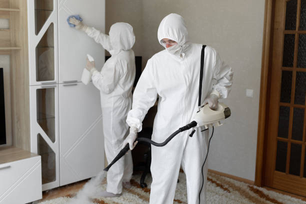 Best Local Mold Removal Service  in Morrisonville, NY