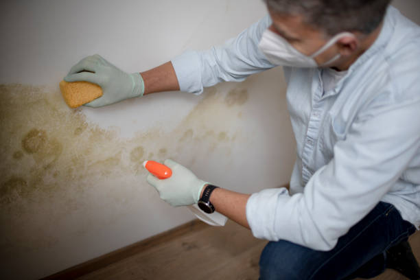 Best Office Mold Removal Services  in Morrisonville, NY