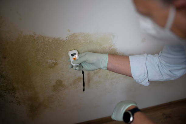 Best Mold Cleaning Services  in Morrisonville, NY