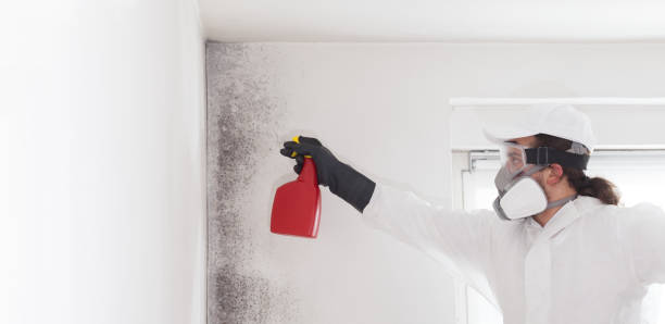 Best Best Mold Removal Companies  in Morrisonville, NY