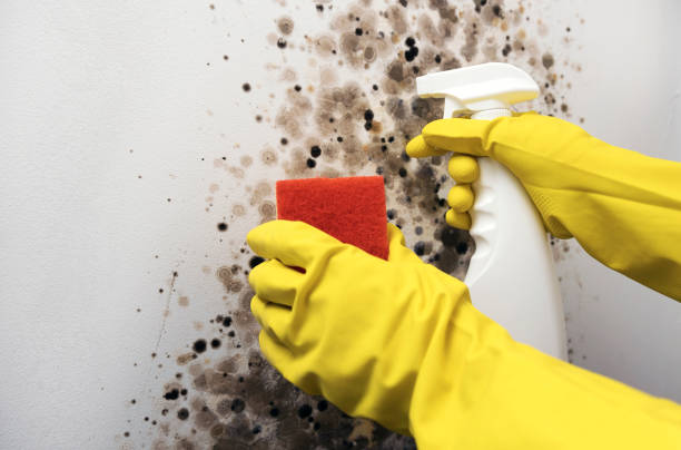 Best Mold Removal Near Me  in Morrisonville, NY