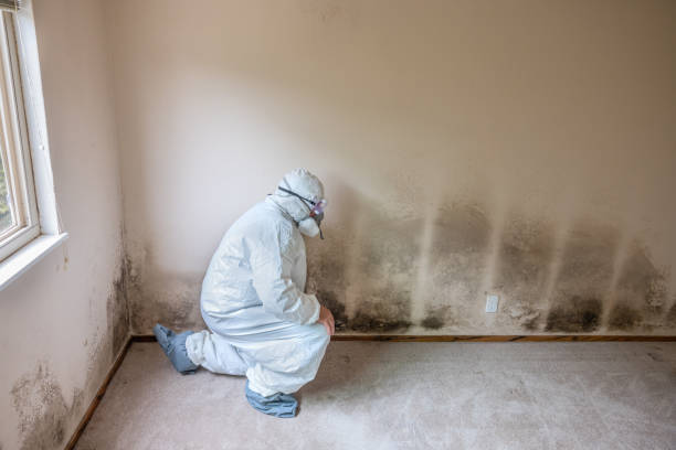 Best Mold Testing  in Morrisonville, NY