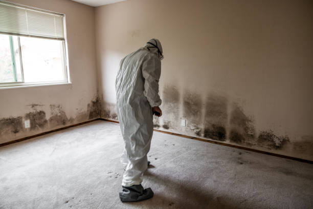 Best Mold Remediation  in Morrisonville, NY