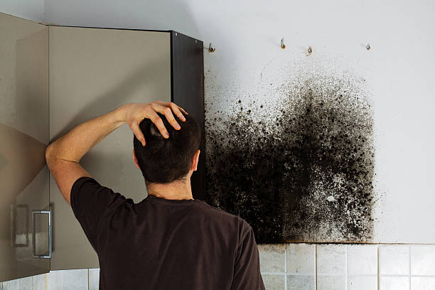 Best Black Mold Removal  in Morrisonville, NY