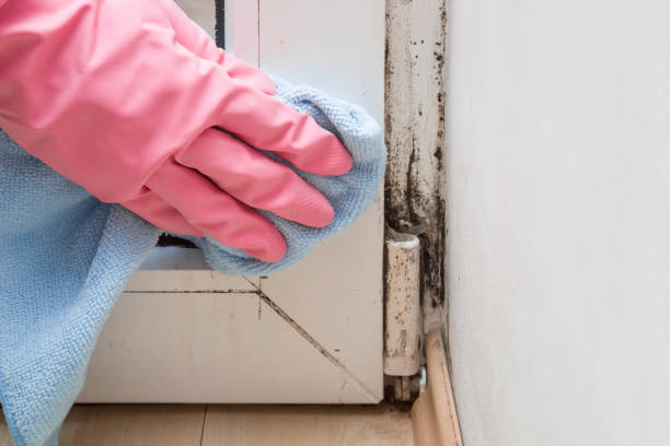 Best Same-Day Mold Removal  in Morrisonville, NY