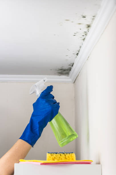 Best Professional Mold Removal  in Morrisonville, NY